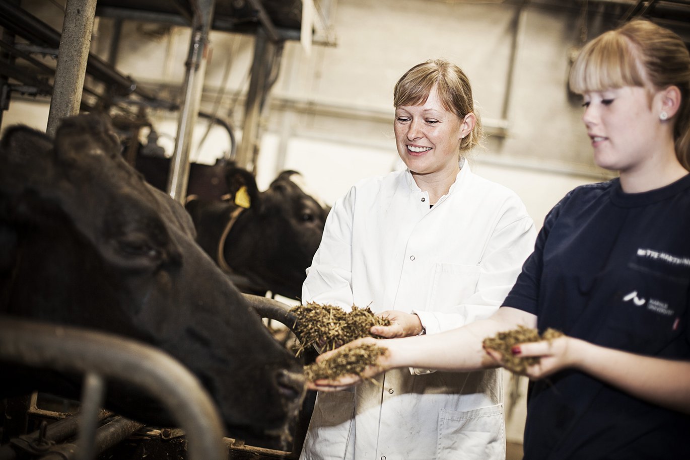 Fra 2024 bliver den ny campus i AU Viborg i Foulum fyldt med dyrlægestuderende. Foto: Jesper Rais, Aarhus Universitet Fra 2024 bliver den ny campus i AU Viborg i Foulum fyldt med dyrlægestuderende. Foto: Jesper Rais, Aarhus Universitet